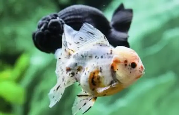 Conselhos de Feng Shui para o número da sorte de peixes em um tanque