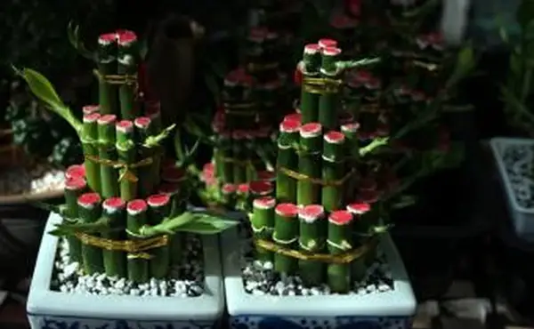 צמח במבוק בעציץ בר מזל