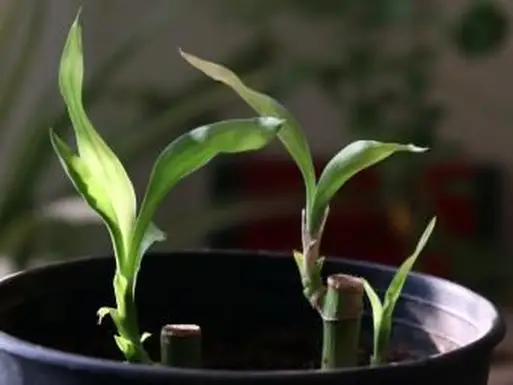 חיתוך במבוק לאקי כדי לקצץ אותו או להתחיל צמחים חדשים