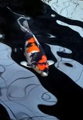 koi fortunato