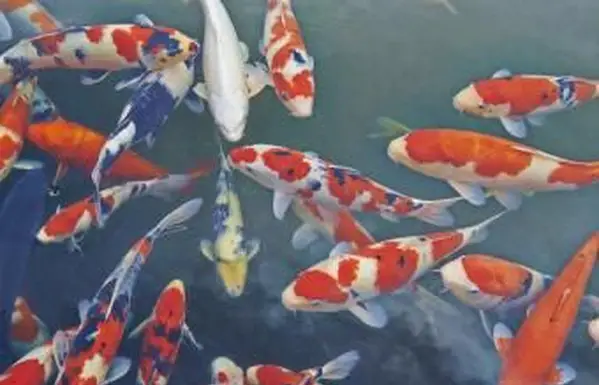Cosa simboleggiano i pesci Koi?