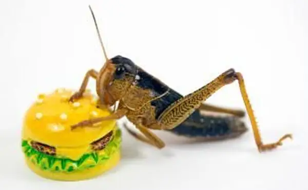 행운의 크리켓 의미와 상징