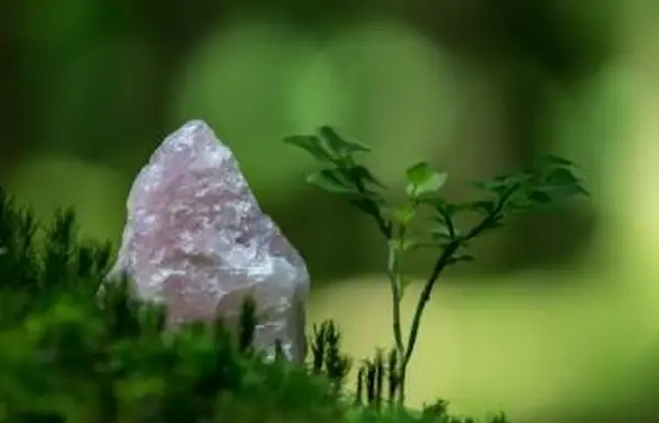 잔디에 앉아 로즈 쿼츠 크리스탈