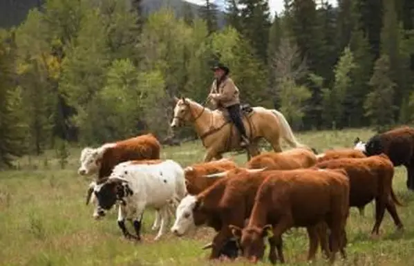 Rančer pasiaci dobytok