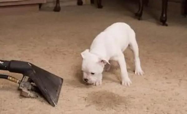 Služba čistenia kobercov