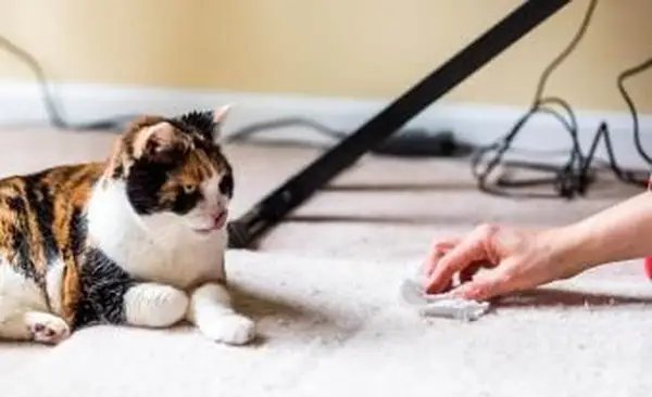 Služba čistenia kobercov