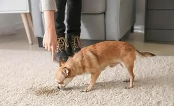 Ako ľahko odstrániť škvrny od domácich miláčikov na kobercoch