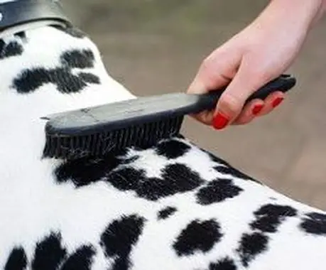 Frau, die ihren Hund bürstet, um Holzböden von Hundehaaren frei zu halten