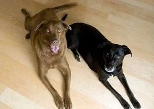 So halten Sie Holzböden frei von Hundehaaren