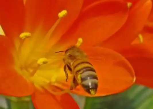 https://cf.ltkcdn.net/french/images/slide/124800-800x600-honeybee.webp