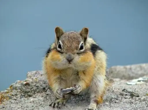 프랑스어로 된 동물의 이름