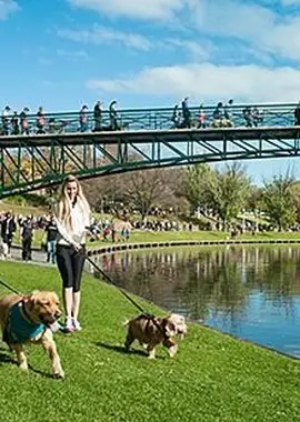 ドッグウォーク募金活動