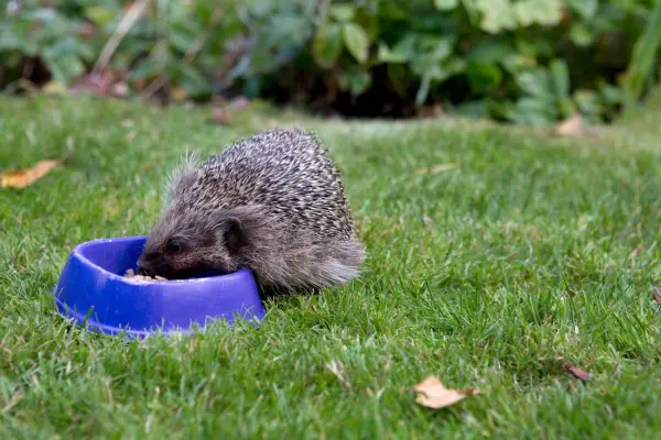 Hedgehog eating supplementary food. Sarah Cuttle