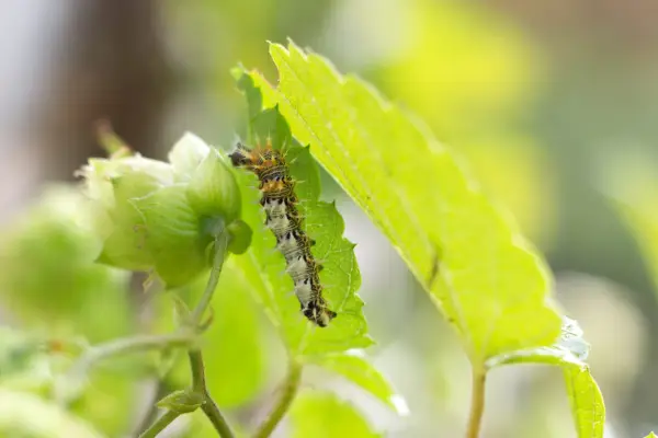 Comma caterpillar on a hop leaf