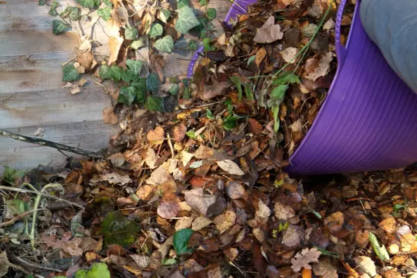 Gardener piling leaves up in a corner of the garden
