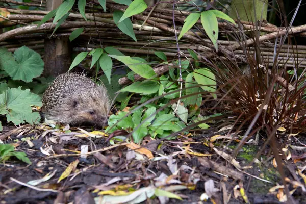 A hedgehog in a garden. Sarah Cuttle