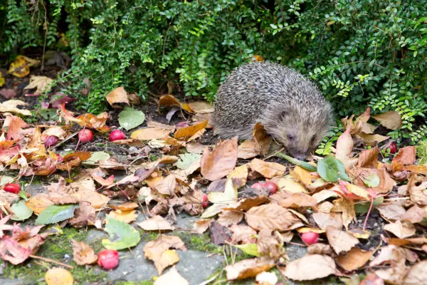 Hedgehog foraging among fallen leaves in front of a hedge. Sarah Cuttle