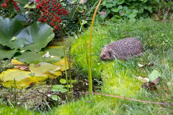 Hedgehog near a pond. Sarah Cuttle