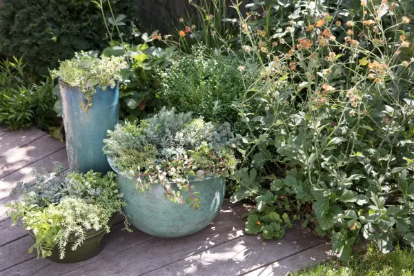 Five top tips - growing plants in pots
