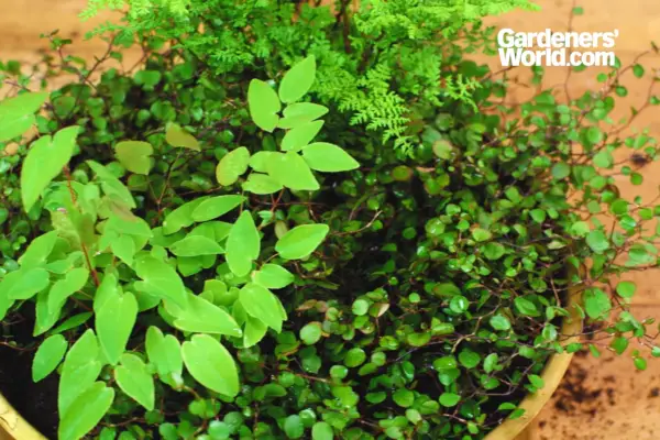 Dryopteris, epimedium and muehlenbeckia container for shade