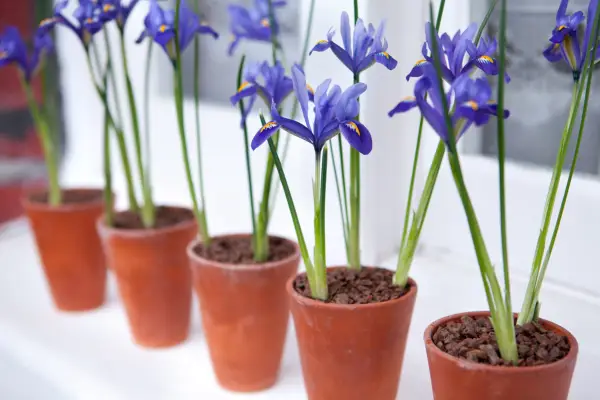 Seven spring container displays for indoors