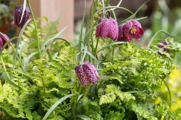 Purple fritillary flowers
