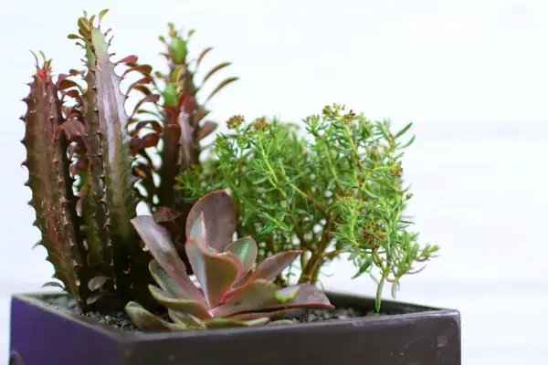Euphorbia trigona f. rubra at the rear