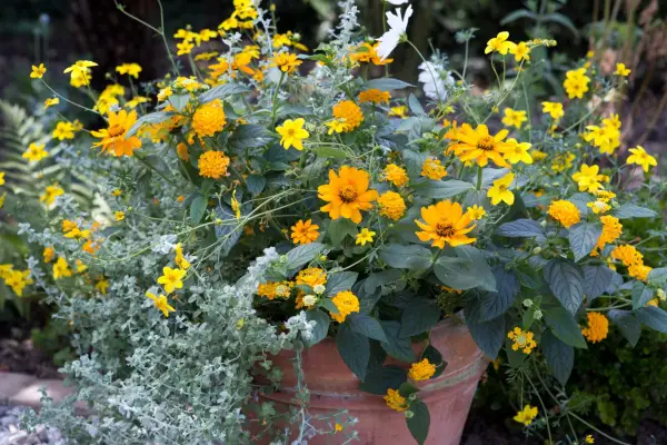Top 10 plants for pots and containers