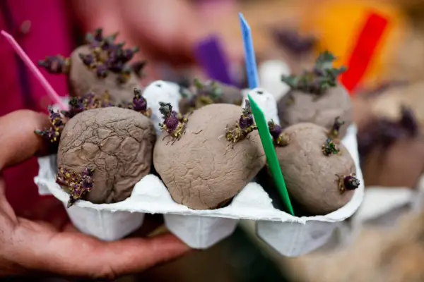 Jargon explained - chitting potatoes