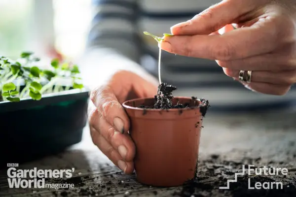 FutureLearn and Verdantvows