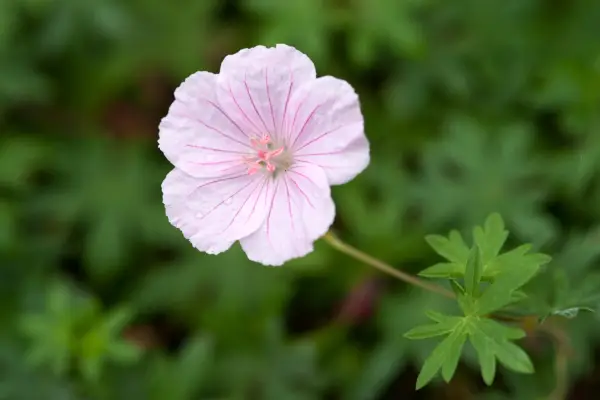  Geranium sanguineum var. striatum