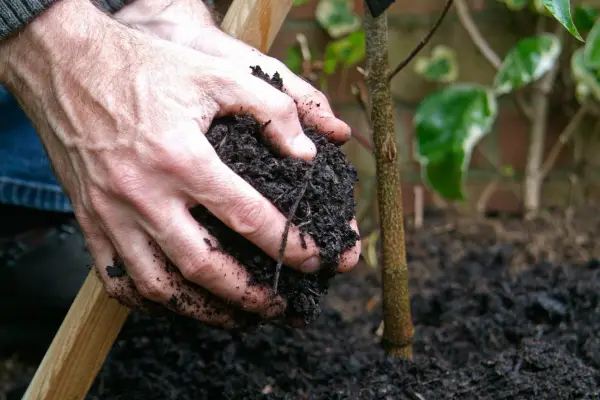 Adding compost around a plant