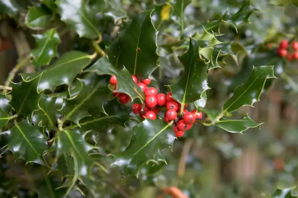 How to grow holly