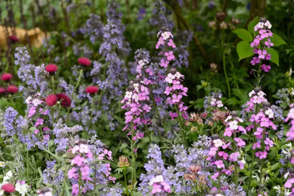Cottage garden plants