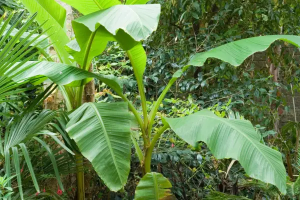 Hardy banana (Musa basjoo)