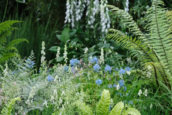 Woodland border