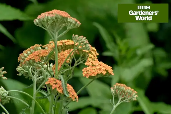 Monty Don planting a pollinator-friendly border
