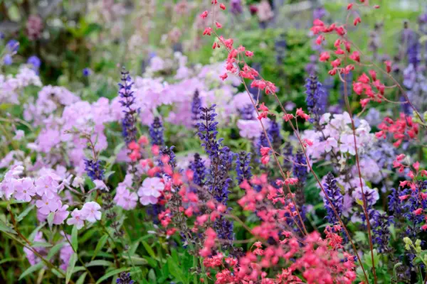 A thriving summer border featuring phlox, salvia and heuchera