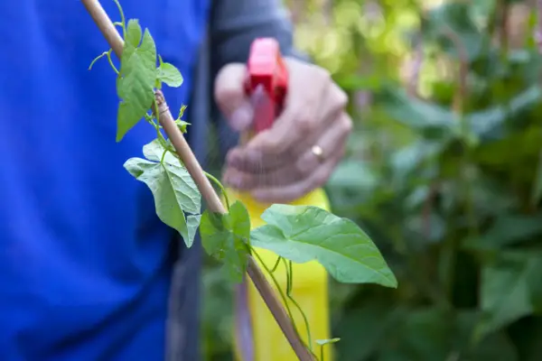 Organic, home-made weedkillers