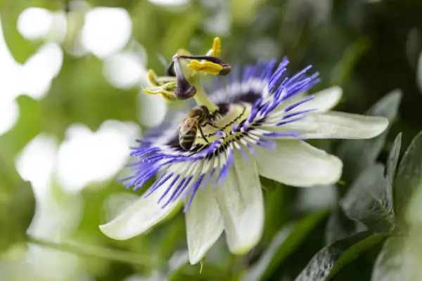 Passion flower, Passiflora caerulea