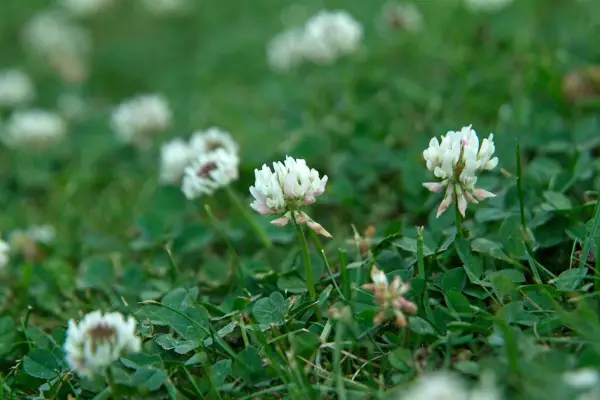 Cream clover flowers and leaves amongst a lawn of grass