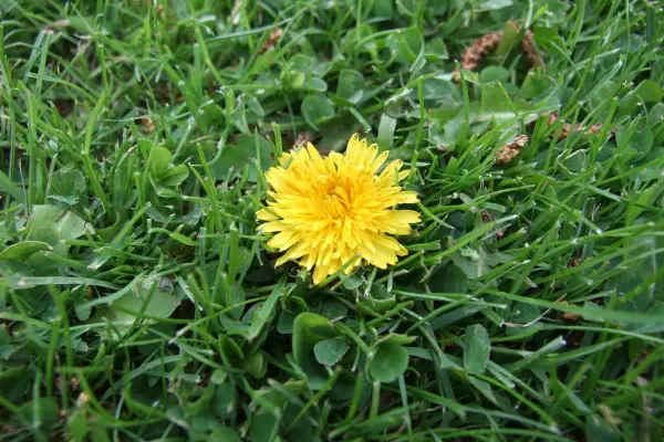 A yellow dandelion flower in a lawn