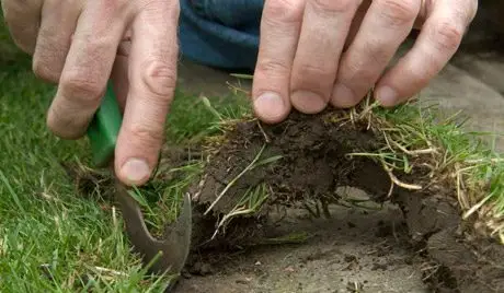 Lifting and cutting back turf encroaching over a path with a lawn-edging hand-tool