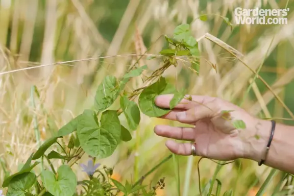 How to deal with bindweed, with Alan Titchmarsh