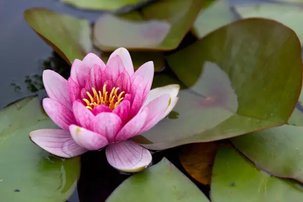 How to grow waterlilies