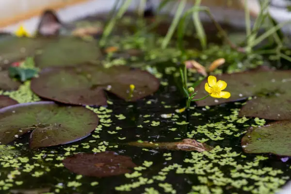 Duckweed growing on the surface of a pond