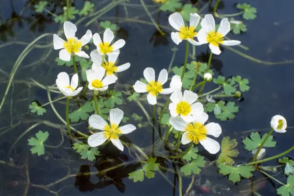 Wildlife gardening – native pond plants