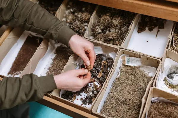 Someone handling seeds from a draw