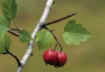 gałąź głogu z jagodami i cierniem
