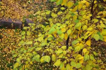 카탈파는 잎을 잃어가고 있는 중이다